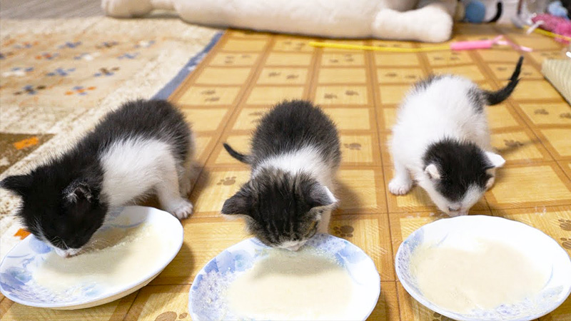 離乳食にチャレンジする子猫達