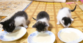 離乳食にチャレンジする子猫達