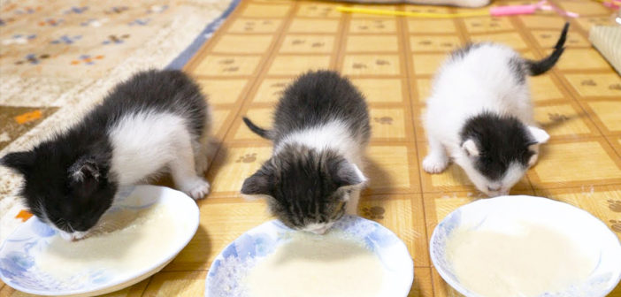 離乳食にチャレンジする子猫達