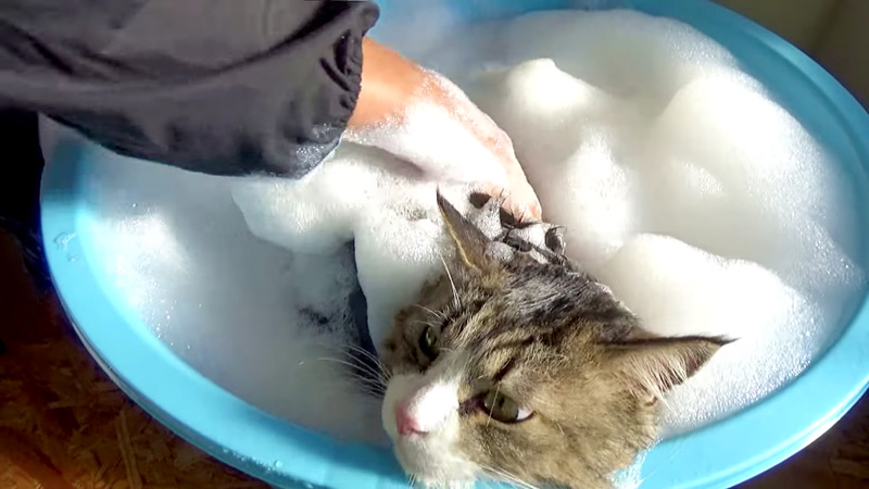 お風呂に入る猫