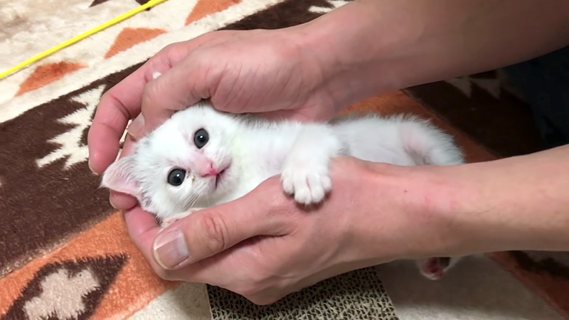 手の平に包まれる子猫