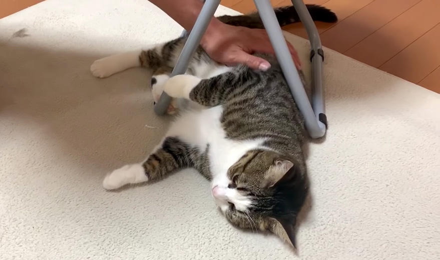 椅子の脚の隙間に倒れる猫さん