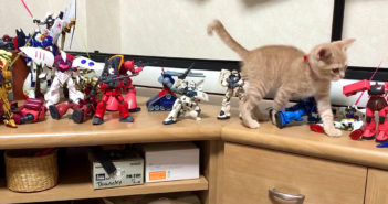 ガンプラと子猫