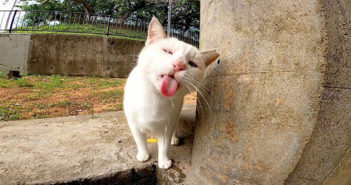 水を飲む猫