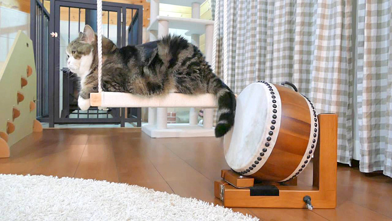太鼓をたたく猫