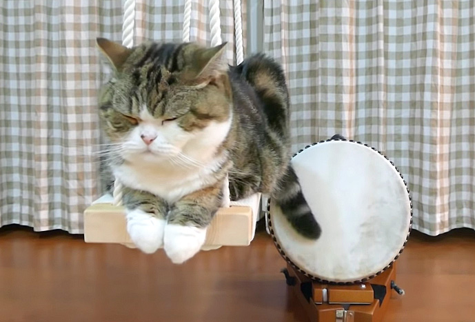 太鼓をたたく猫