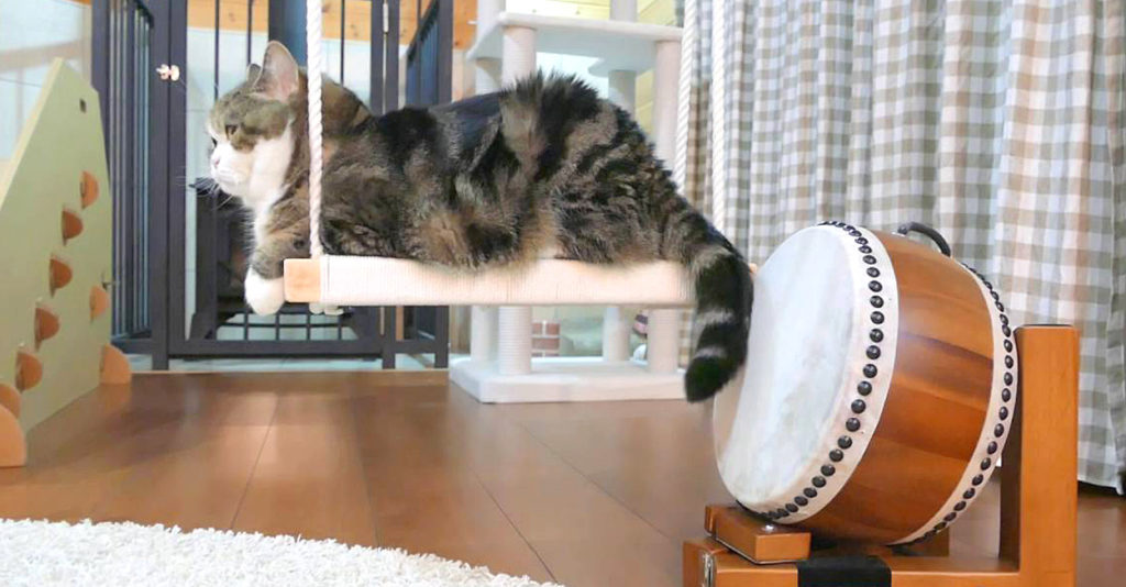 taiko_cat_title-1024x534.jpg