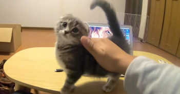 撫でられる子猫