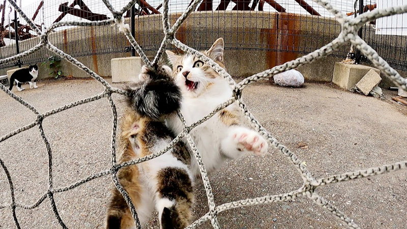 網にシッポが絡まった子猫