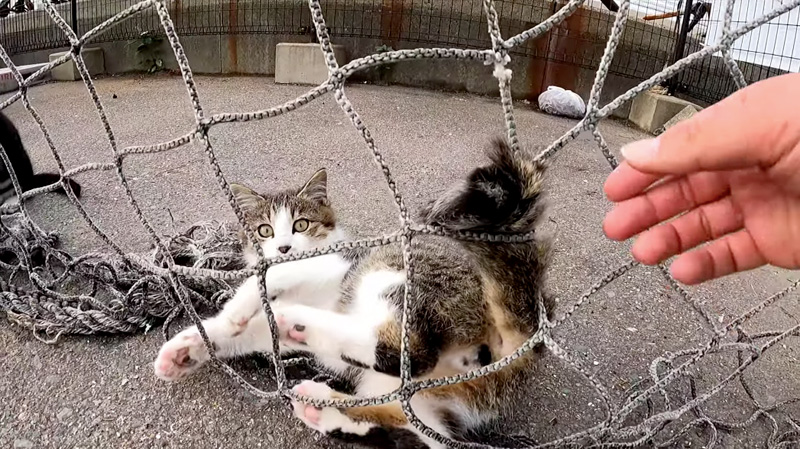網にシッポが絡まった子猫