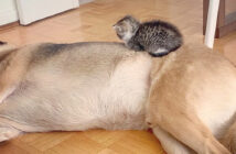 犬に甘える子猫