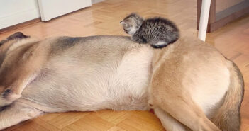 犬に甘える子猫