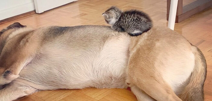 犬に甘える子猫
