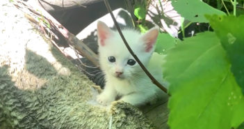 草むらの子猫