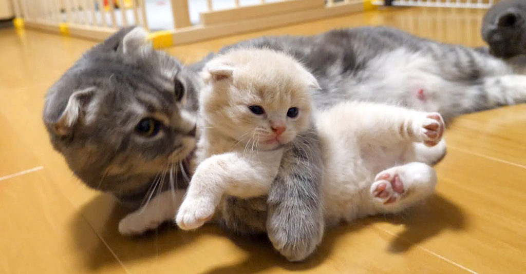 可愛い猫達 out_cat_title-1024x534.jpg