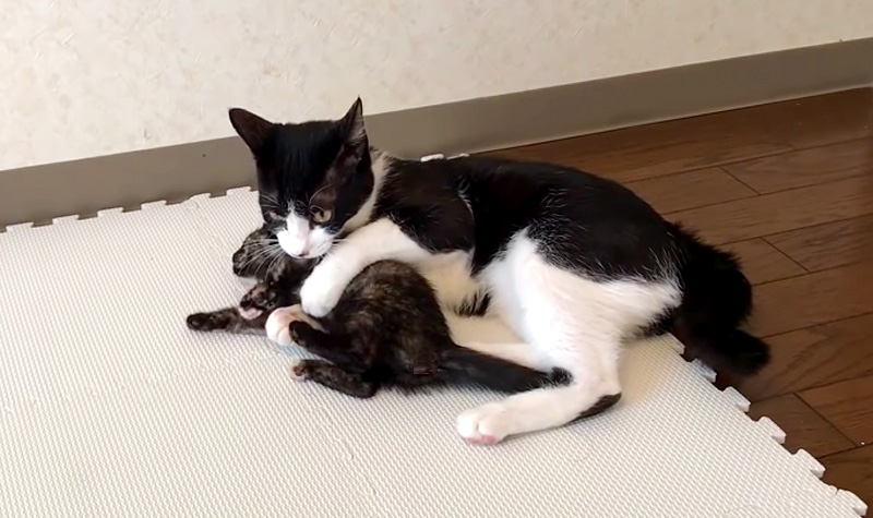 遊ぶ子猫と先住猫