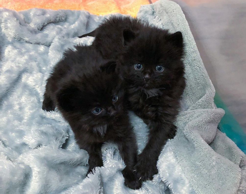 保護された子猫達