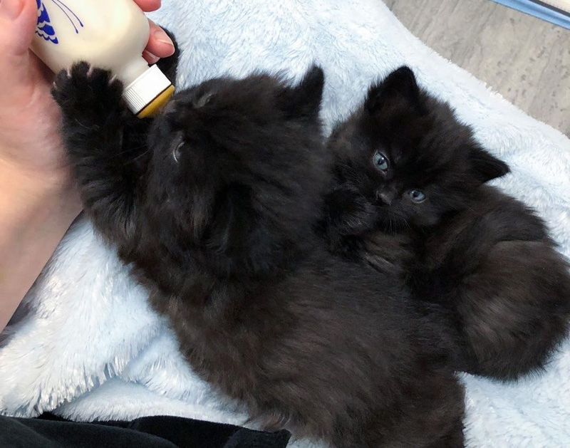 くっつく子猫達