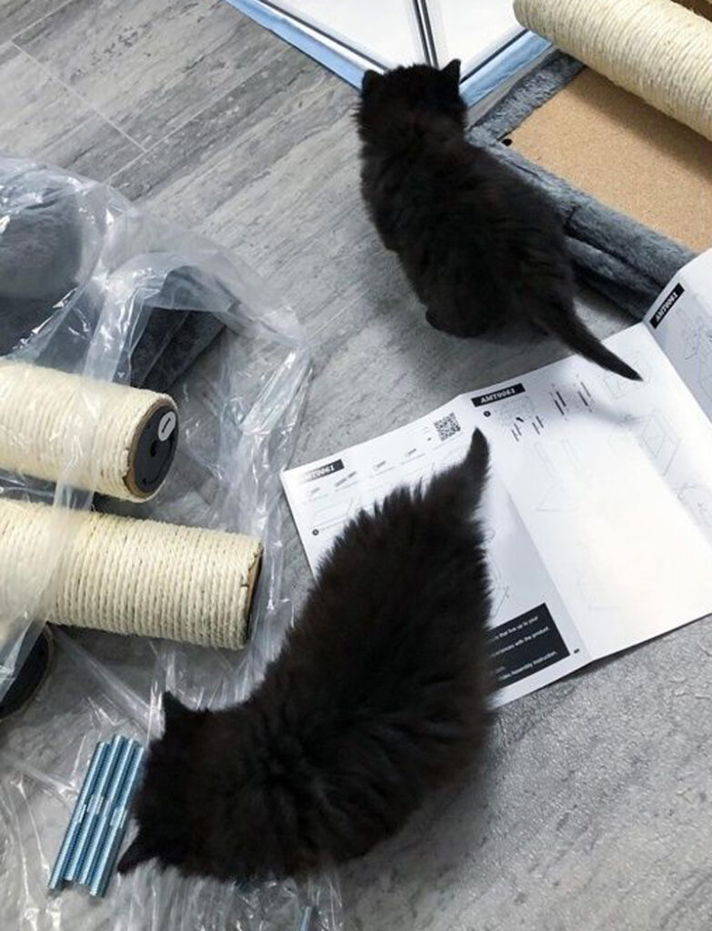 一緒に遊ぶ子猫達