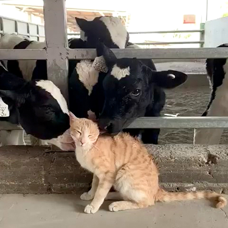 牛と猫