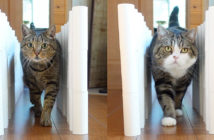 トイレットペーパーの崩れる壁に挑む猫達