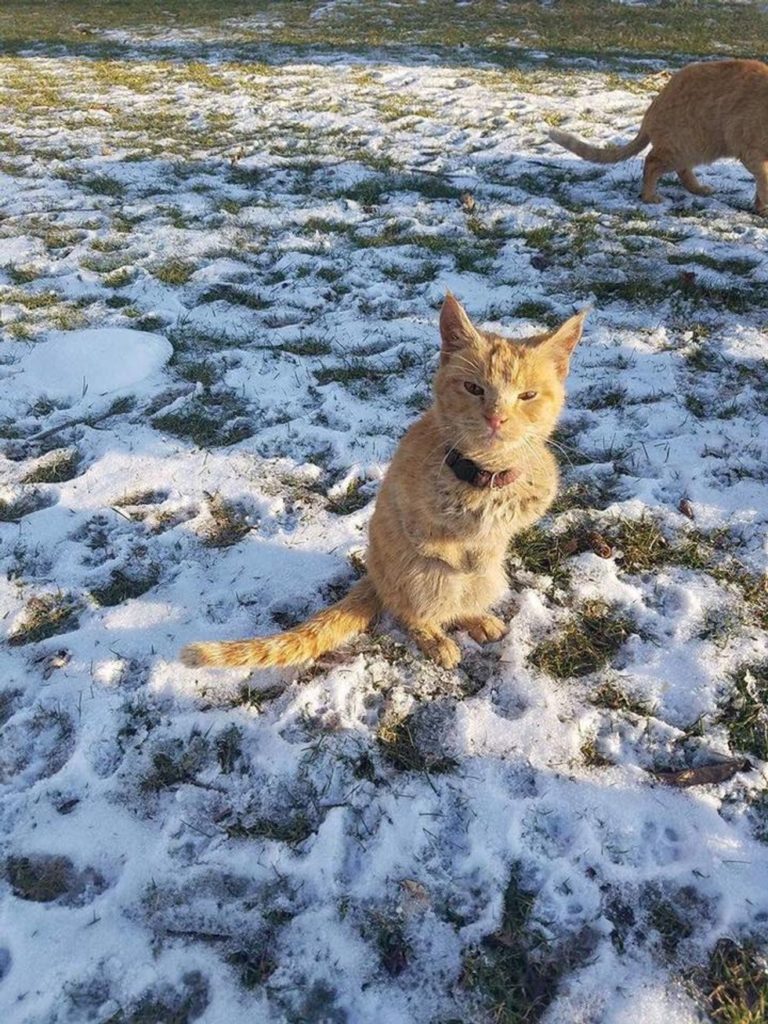 見上げる猫