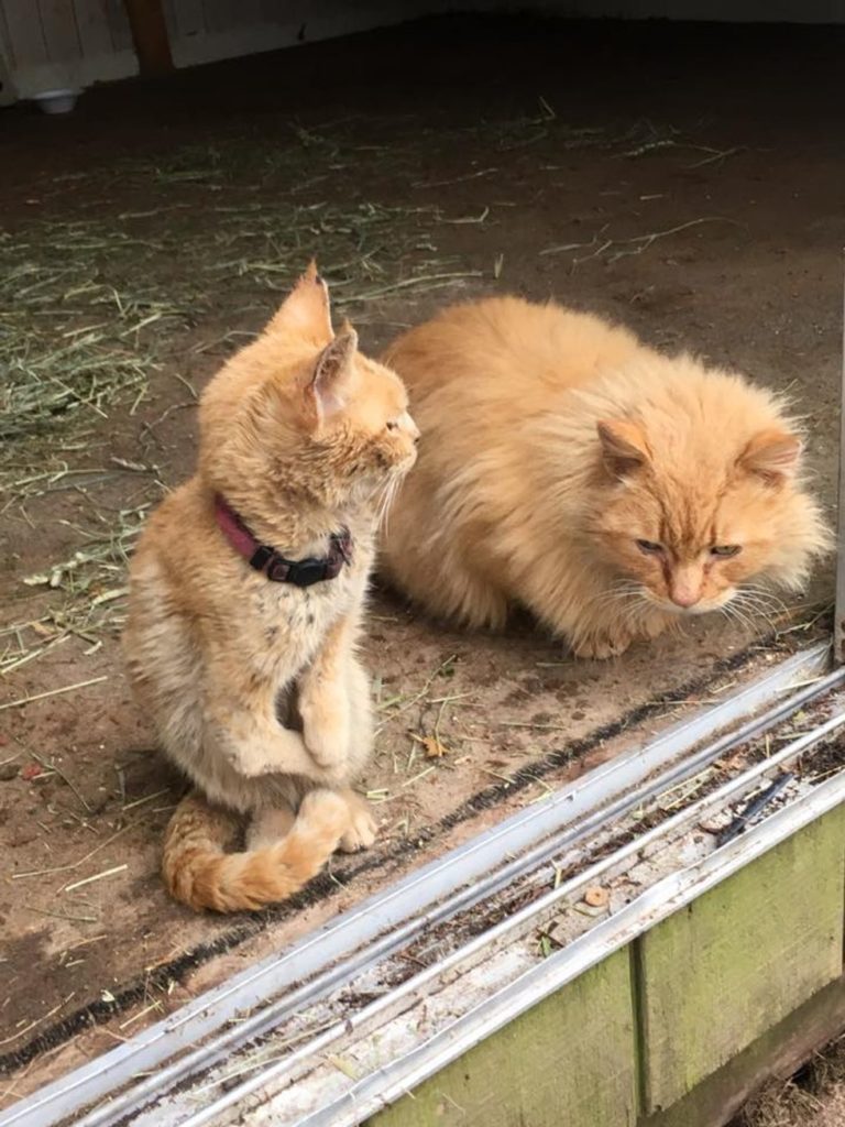 仲良しな猫達