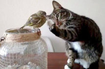 鳥を触る猫