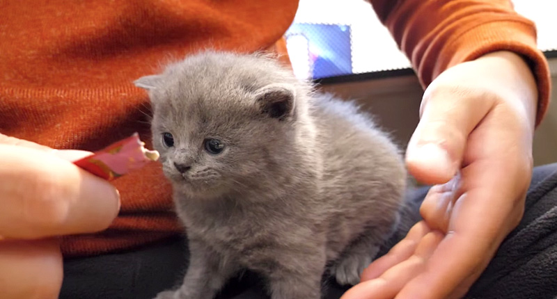 チュールが気になる子猫