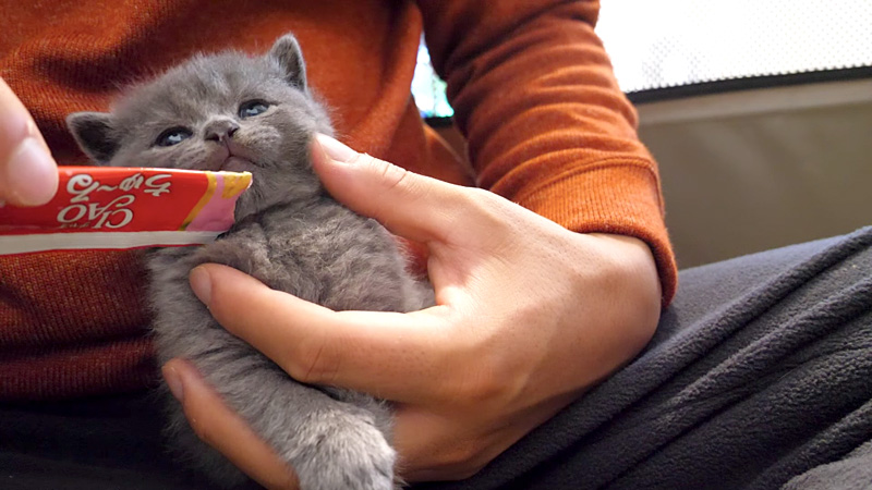 チュールと子猫