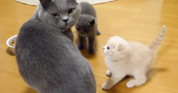 パパ猫と子猫達