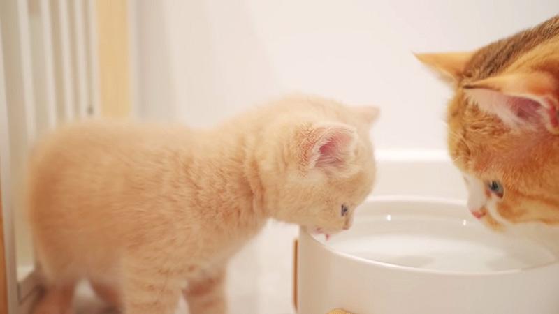 水を飲む子猫