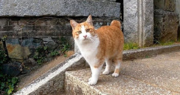 神社で出会った猫