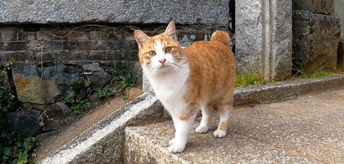 神社で出会った猫