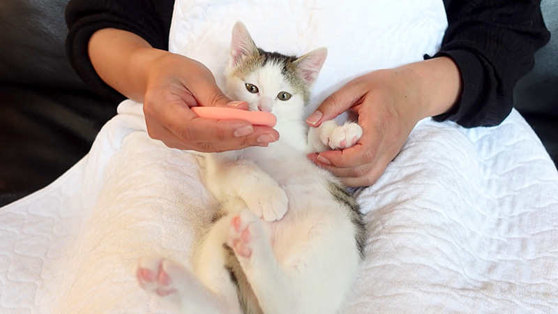 足形をとる子猫