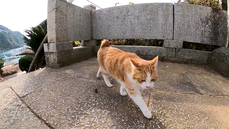 出迎えてくれる猫