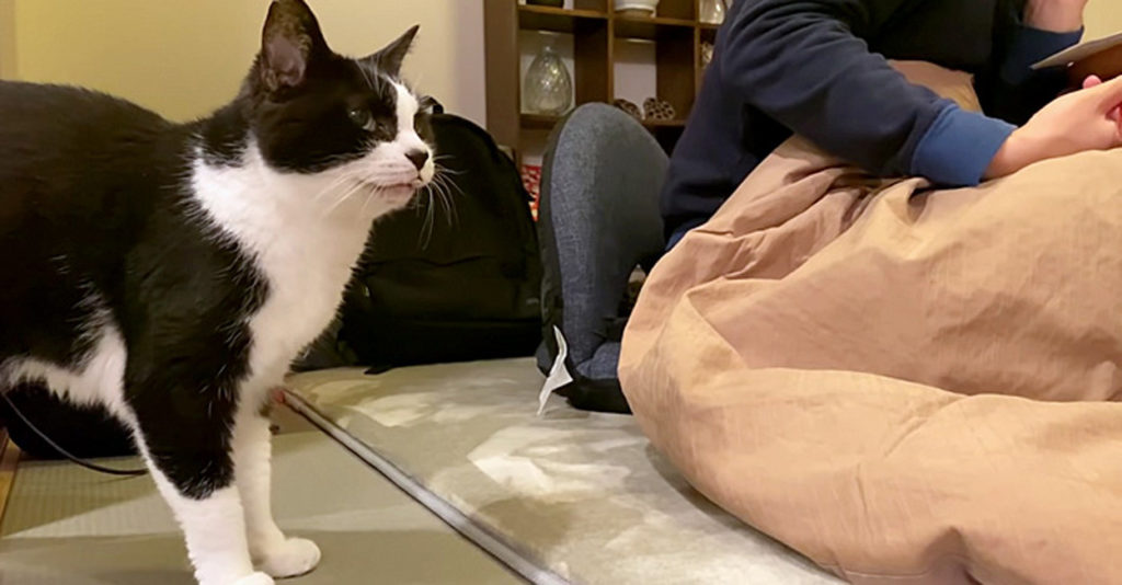 kotatsu_cat_title-1024x534.jpg