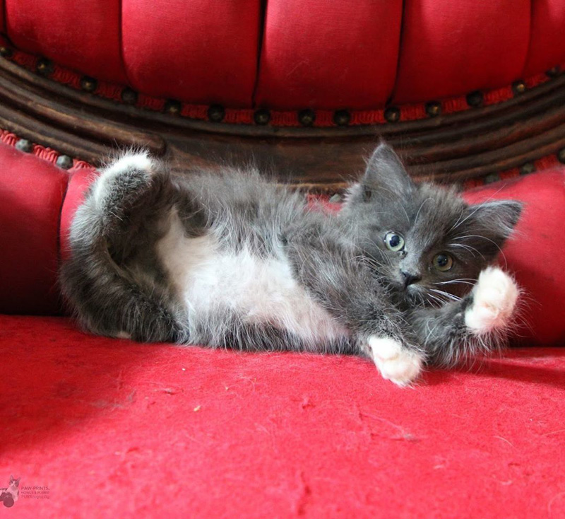 足が捻れた子猫