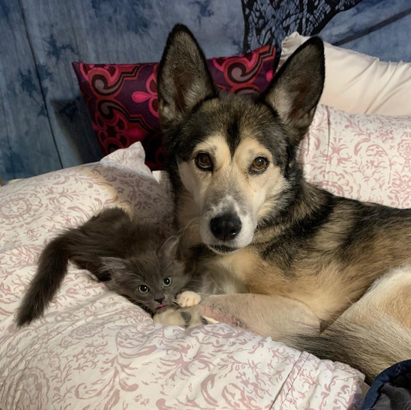 子猫と犬