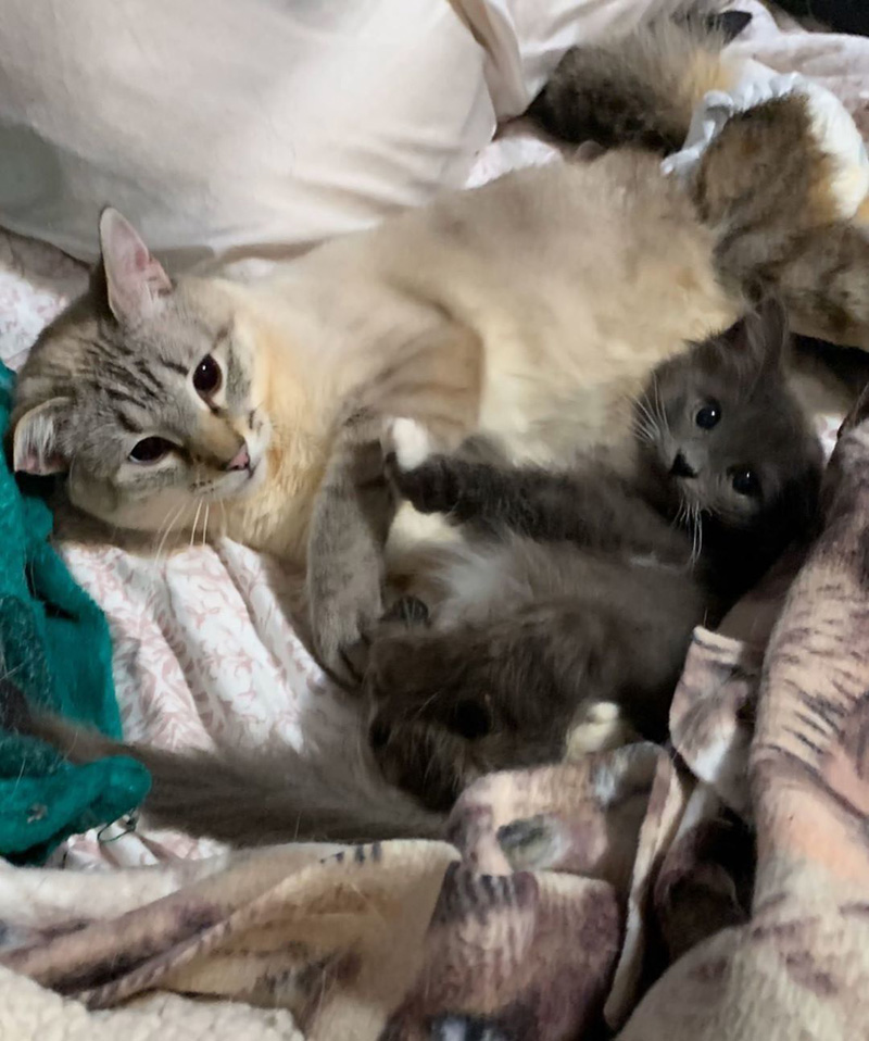 仲良しな猫達