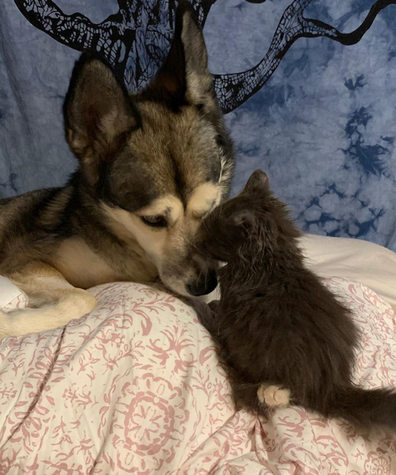犬と子猫