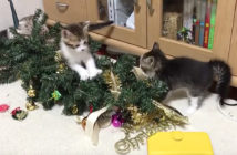 クリスマスツリーと子猫達