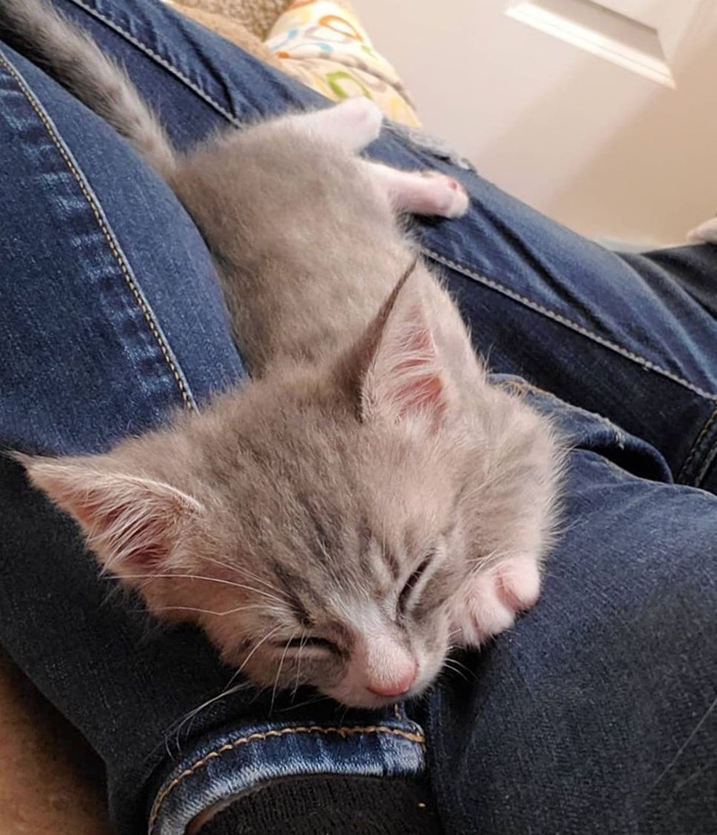 膝の上で眠る子猫