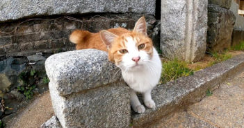 神社の猫