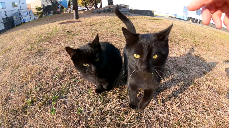 近づいて来た黒猫達