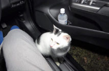 車に乗り込んできた子猫