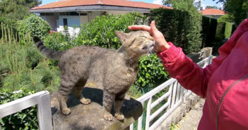 アヒルのように鳴く猫