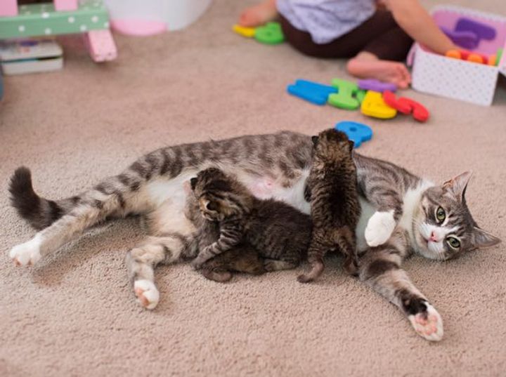 母猫と子猫達