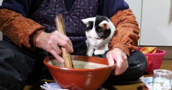 くるみ餅作りを見守る猫