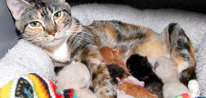 6匹の子猫と母猫